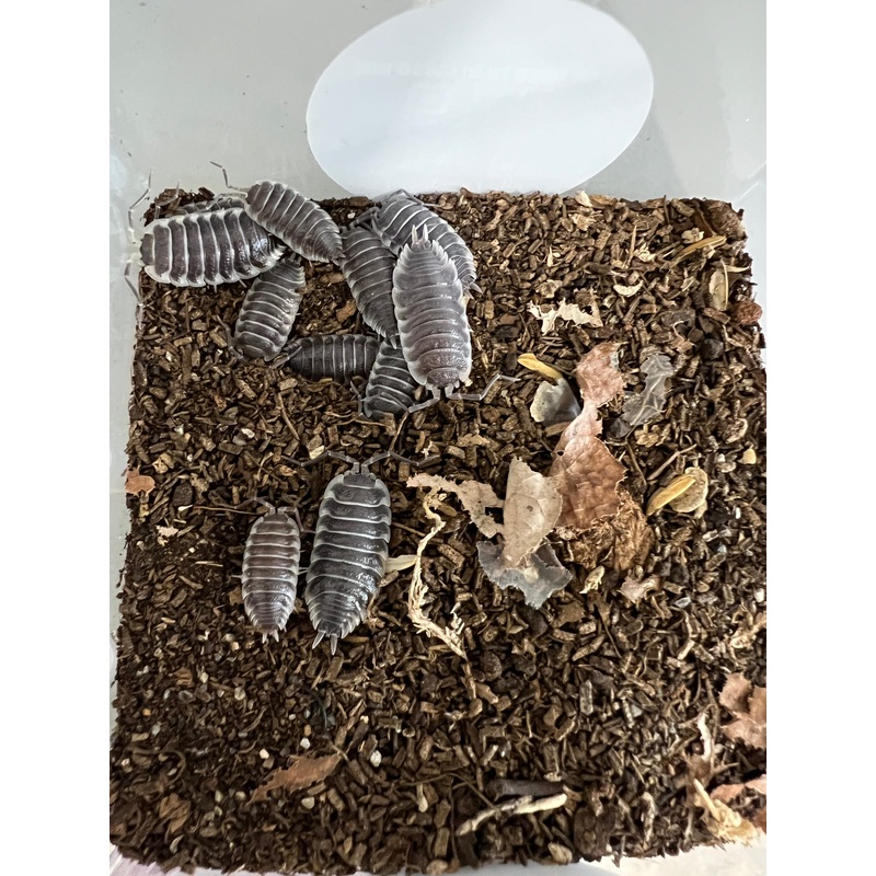 Porcellio Hoffmannseggii Titan Isopods