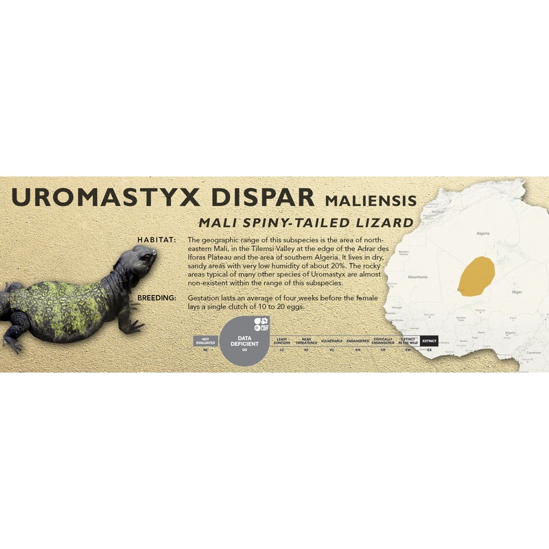Sudan Mastigure (Uromastyx dispar) Classic Vivarium Label Maliensis