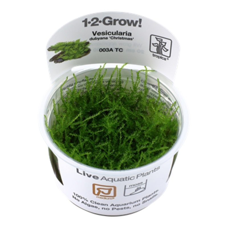 Tropica montagnei “Christmas Moss” 1-2-Grow