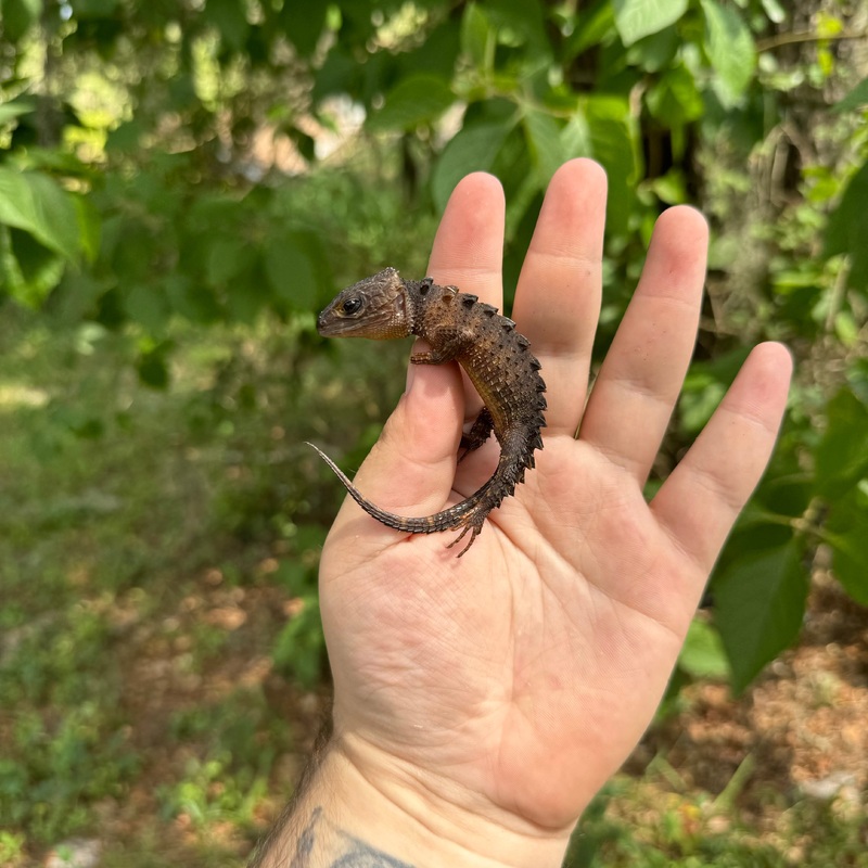 White Eye Crocodile Skink Male