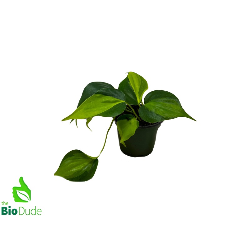 4″ Pot Philodendron Brasil