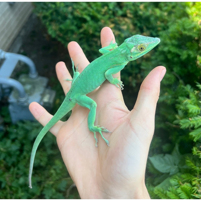 Adult Baracoa Giant Anole (Male)