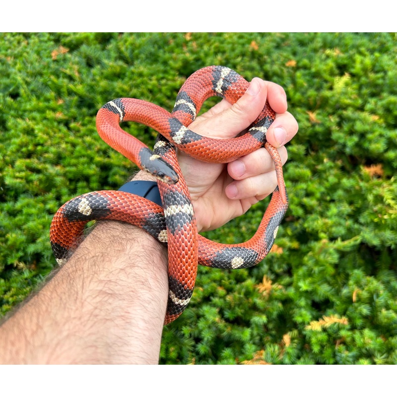 Adult Sinaloan Milksnake (Male)