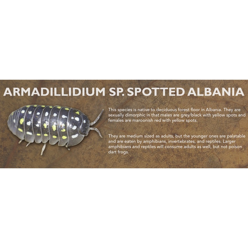 Armadillidium sp. Spotted Albania – Isopod Label Standard Size 7″ x 2.5″
