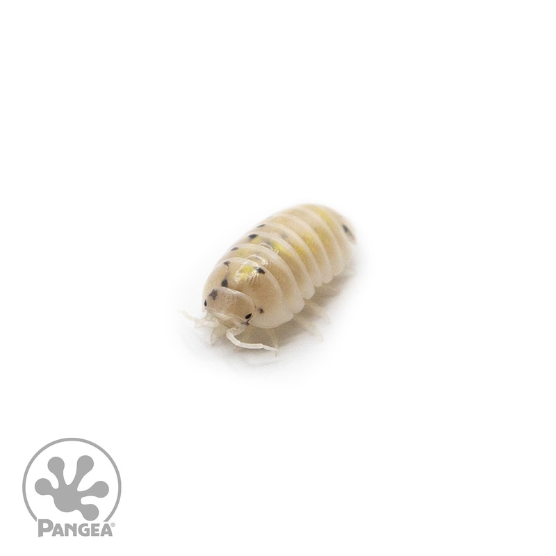 Armadillidium vulgare Magic Potion Isopods 10 Count