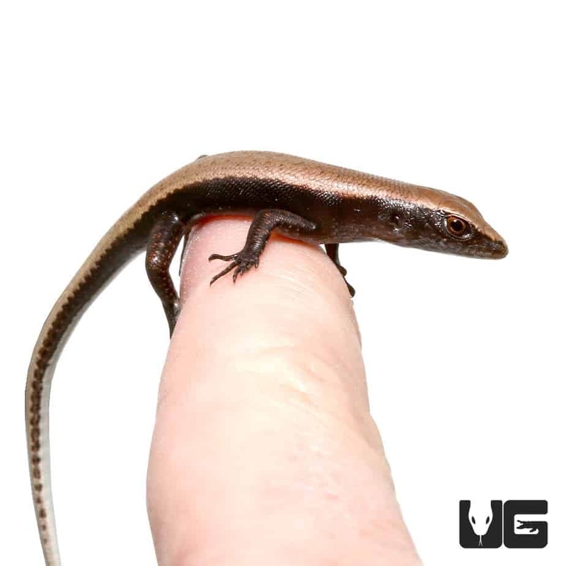 Baby Reef Skinks for sale