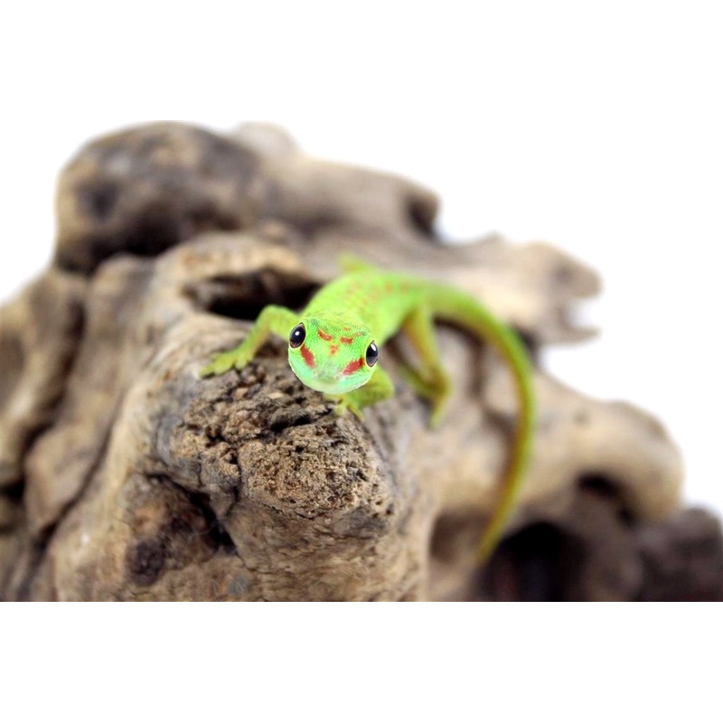 CB Madagascar Giant Day Gecko