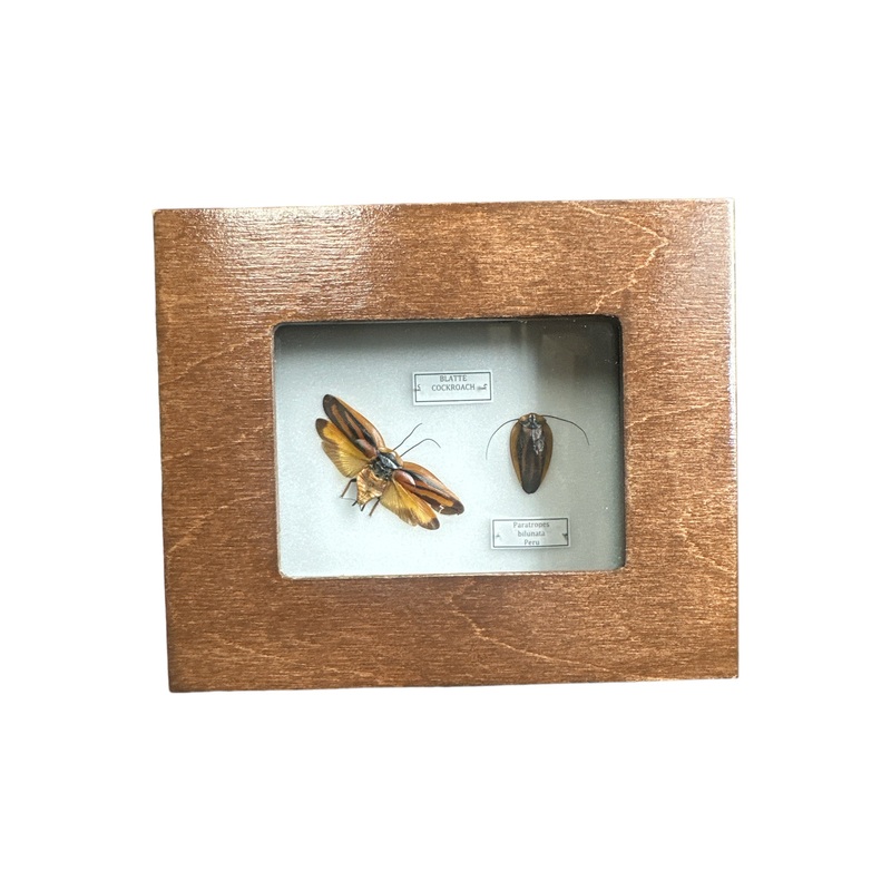 Cloud Forest Cockroach (Paratropes bilunata) – 2×3″ Frame