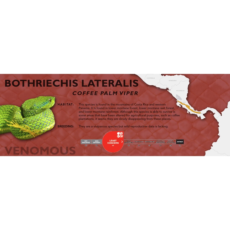 Coffee Palm Viper (Bothriechis lateralis) Classic Vivarium Label Original