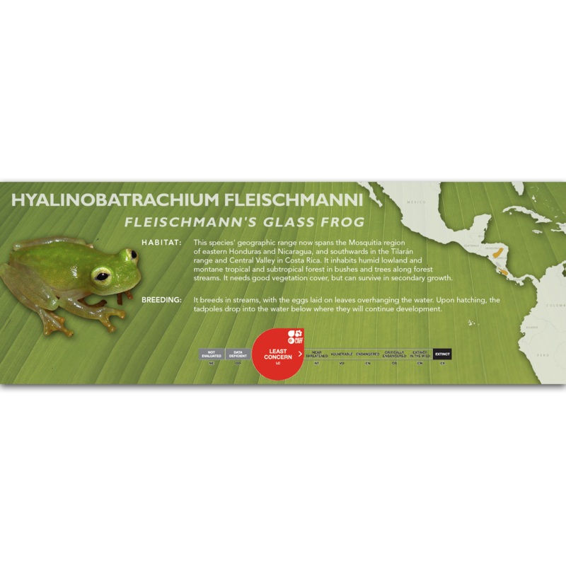 Fleischmann’s Glass Frog (Hyalinobatrachium fleischmanni) – Classic Vivarium Label