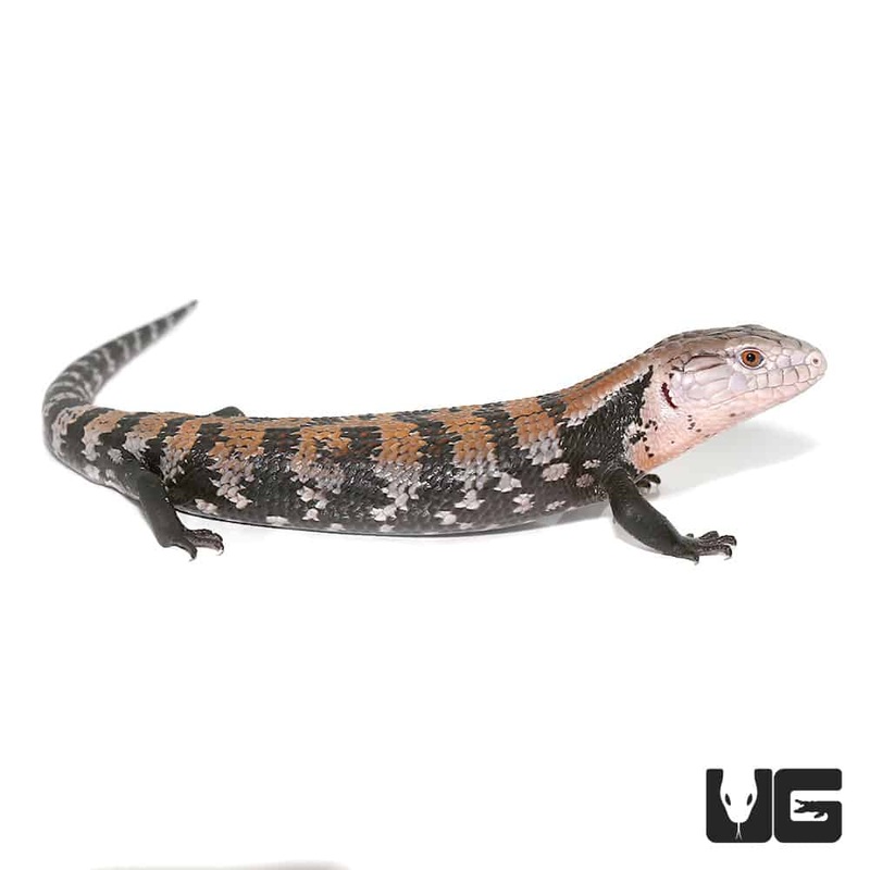 Juvenile Halmahera Blue Tongue Skink #3 (Tiliqua gigas) For Sale