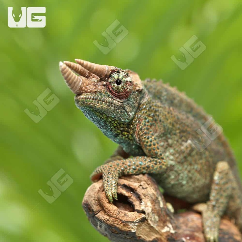 Juvenile Rainbow Jackson’s Chameleon For Sale