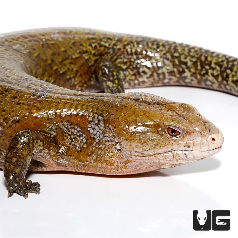 Kei Island Blue Tongue Skink
