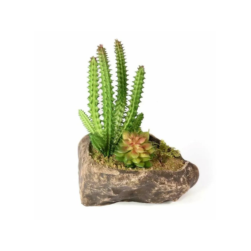 Pangea Succulent Garden #1