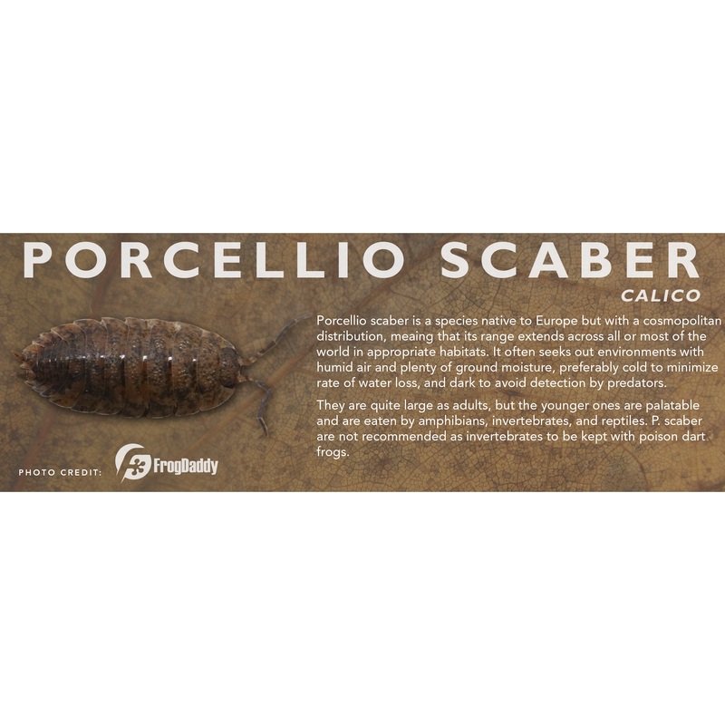 Porcellio scaber – Isopod Label Calico Standard Size 7″ x 2.5″
