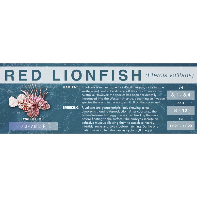 Red Lionfish (Pterois volitans) – Classic Aquarium Label Standard Size (7″ x 2.5″)
