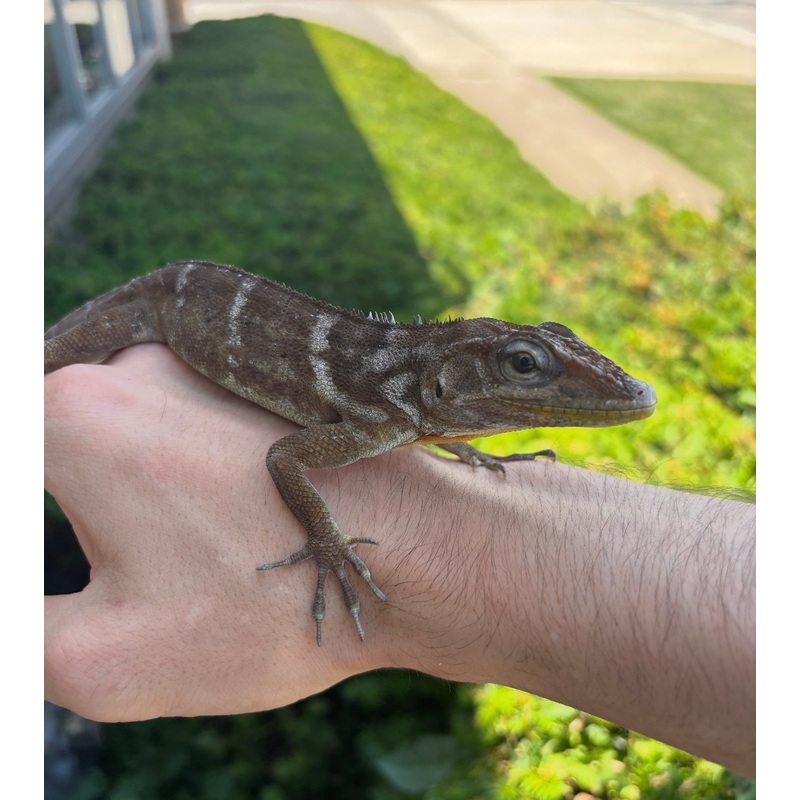 1.1 Adult Haitian Anole