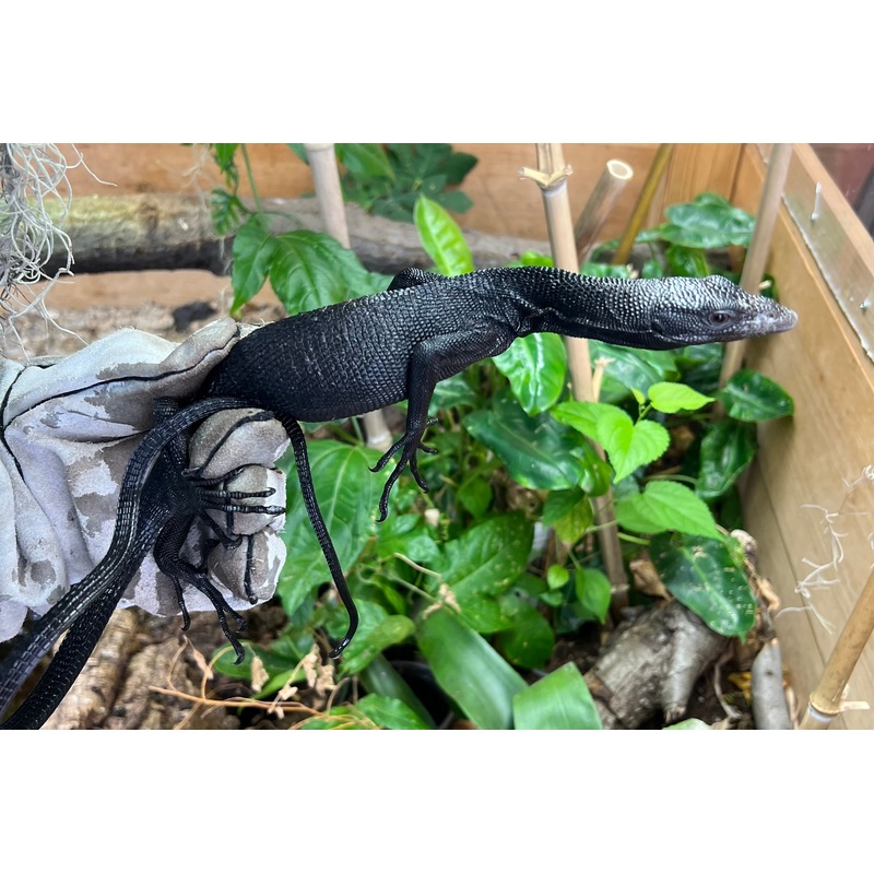 Adult Black Tree Monitor (Male)
