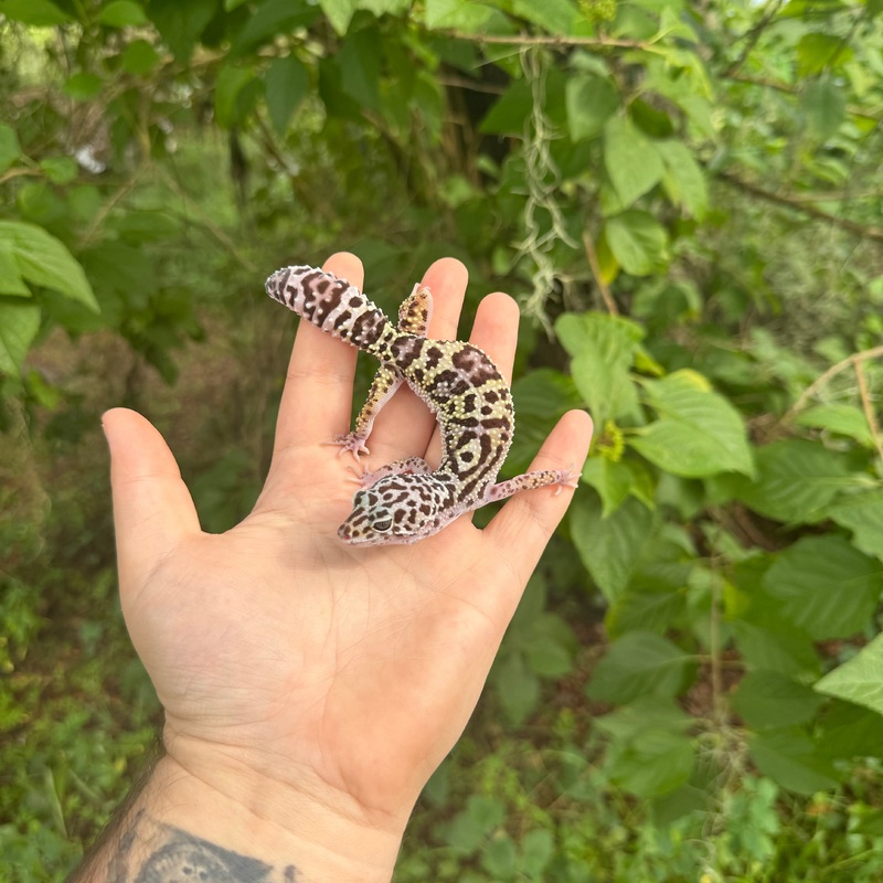 Adult Snow x Black night Leopard Gecko Male