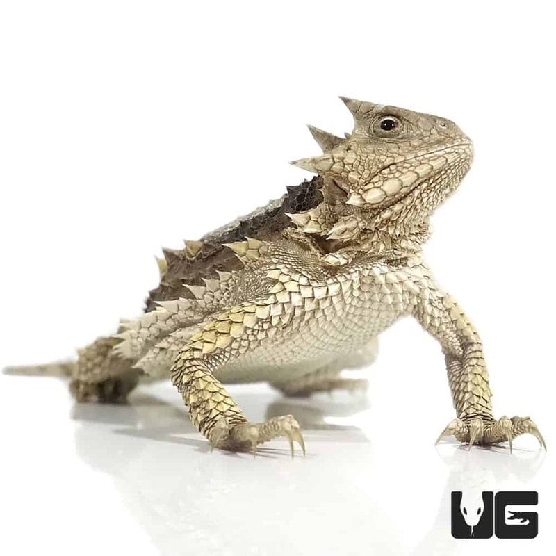 Baby Giant Mexican Horn Lizard