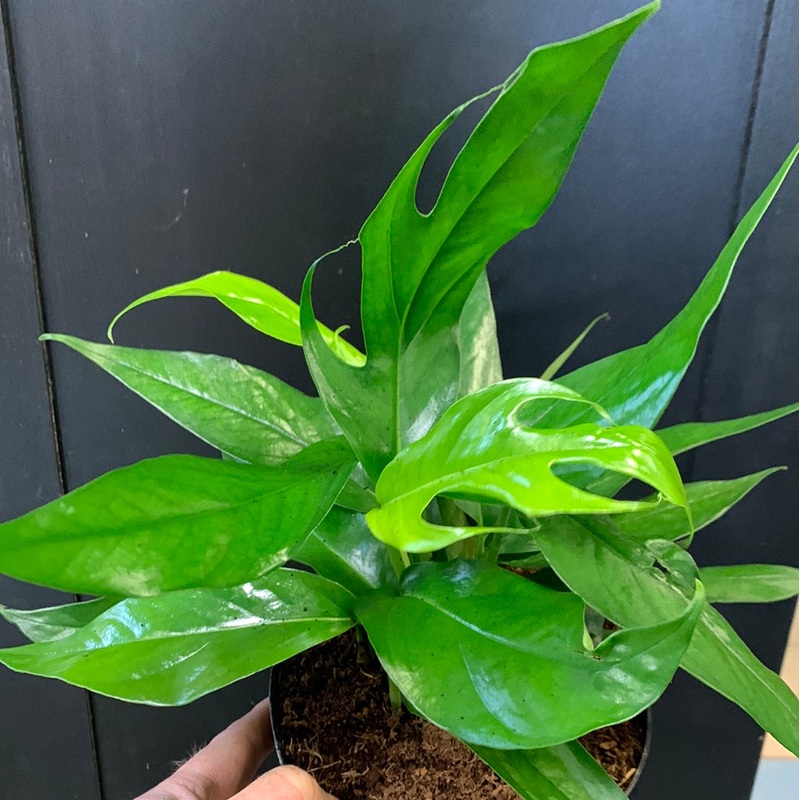 Baltic Blue Pothos juvenile