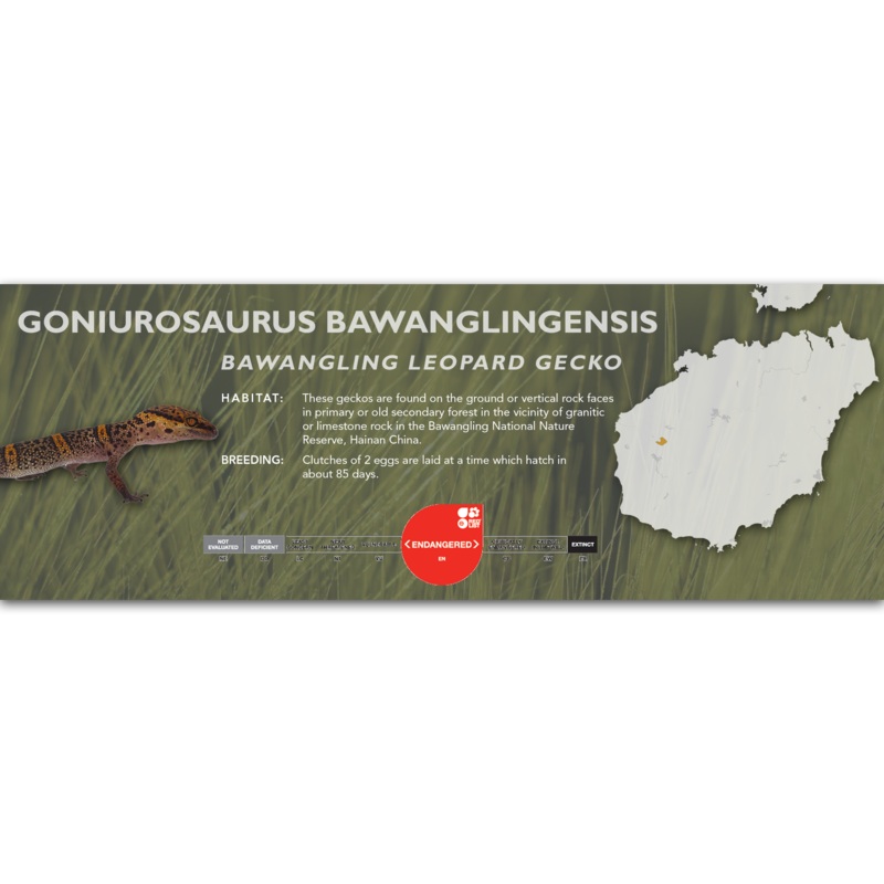 Bawangling Leopard Gecko (Goniurosaurus bawanglingensis) Classic Vivarium Label