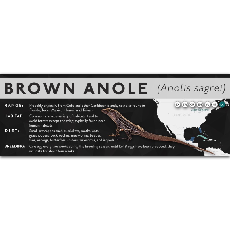 Brown Anole (Anolis sagrei) – X Label Laminated Paper