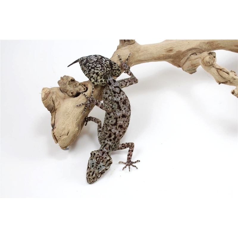 CB Australian Riverine Leaf Tail Gecko