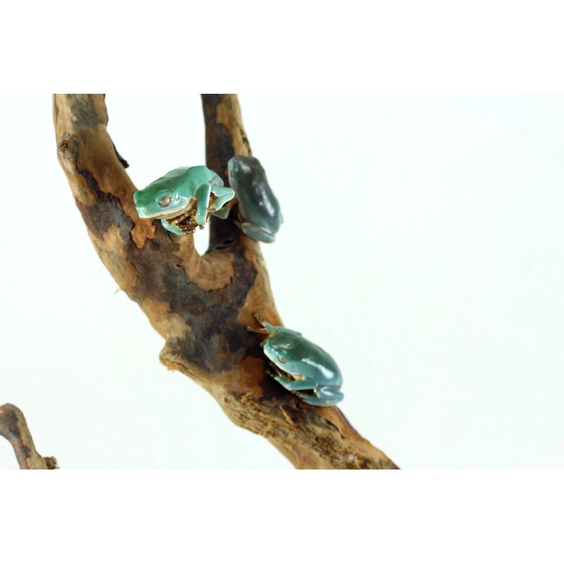 CB Giant Waxy Monkey Tree Frog