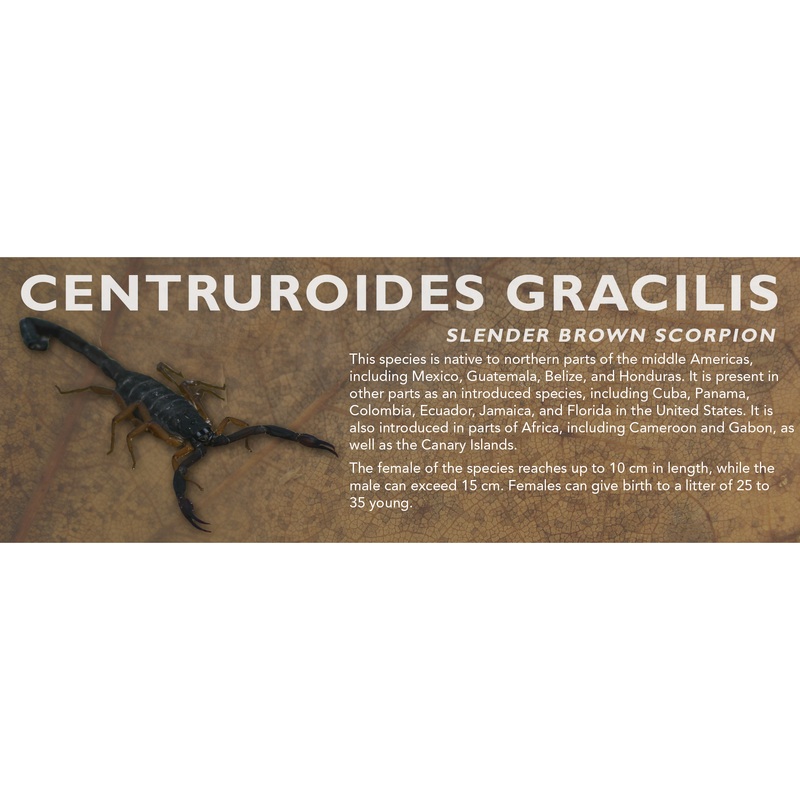 Centruroides gracilis – Slender Brown Scorpion Label Standard Size 7″ x 2.5″
