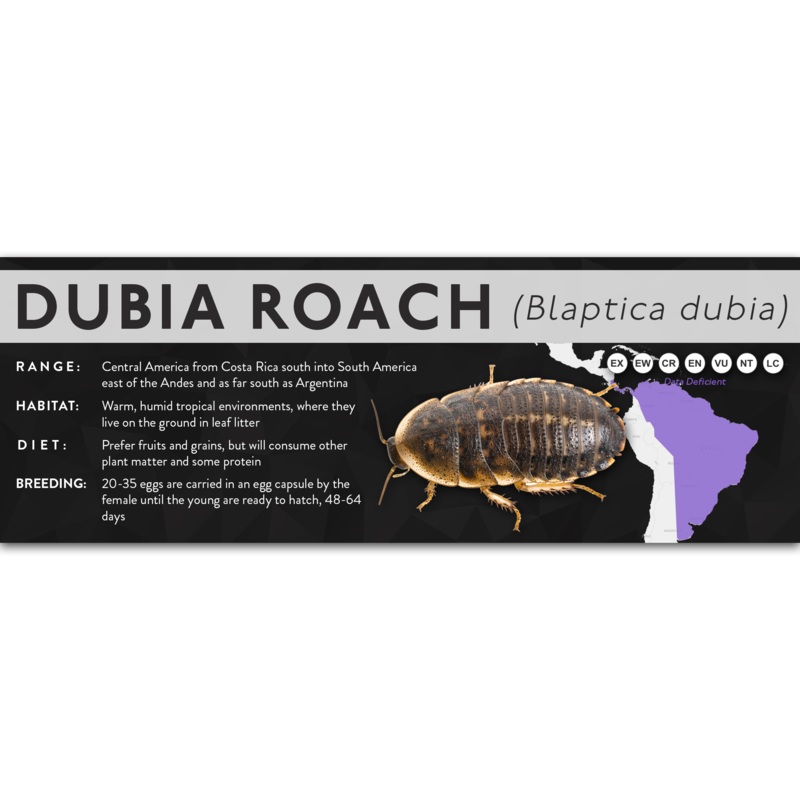 Dubia Roach (Blaptica dubia) – X Label Regular Size (7″ x 2.5″) Laminated Paper