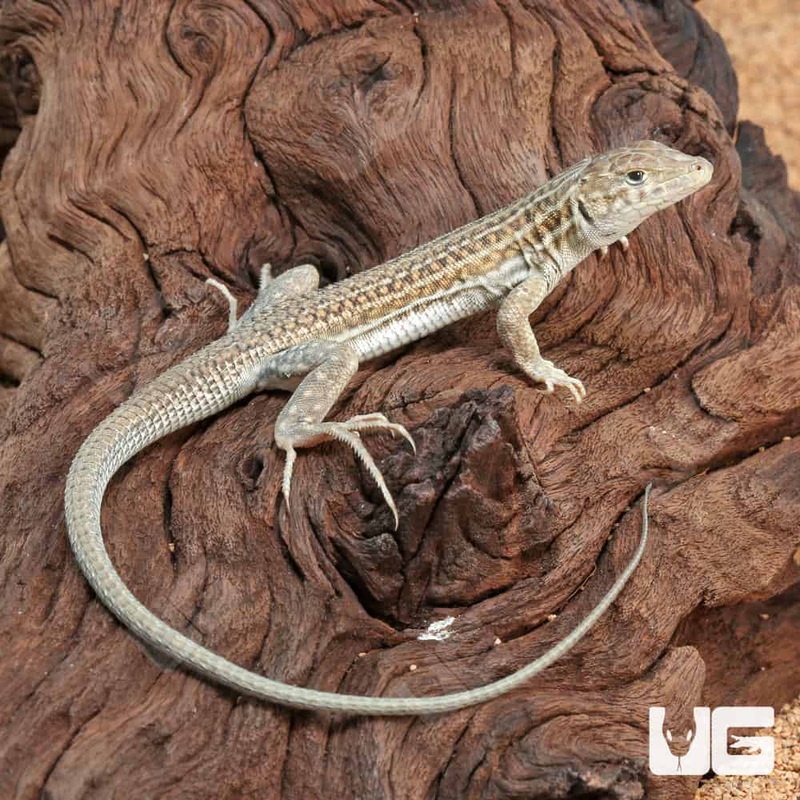 Leopard Fringe Fingered Lizards (Acanthodactylus pardalis)For Sale