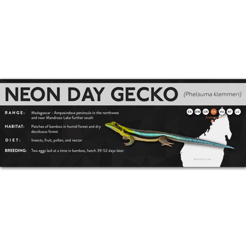 Neon Day Gecko (Phelsuma klemmeri) – X Label Laminated Paper