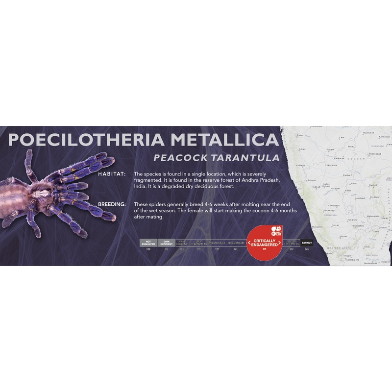 Peacock Tarantula (Poecilotheria metallica) – Classic Vivarium Label