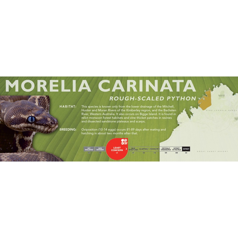 Rough-Scaled Python (Morelia carinata) Classic Vivarium Label