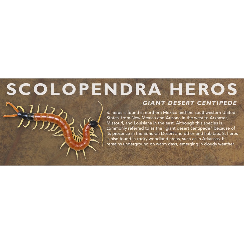 Scolopendra heros – Giant Desert Centipede Label Standard Size 7″ x 2.5″