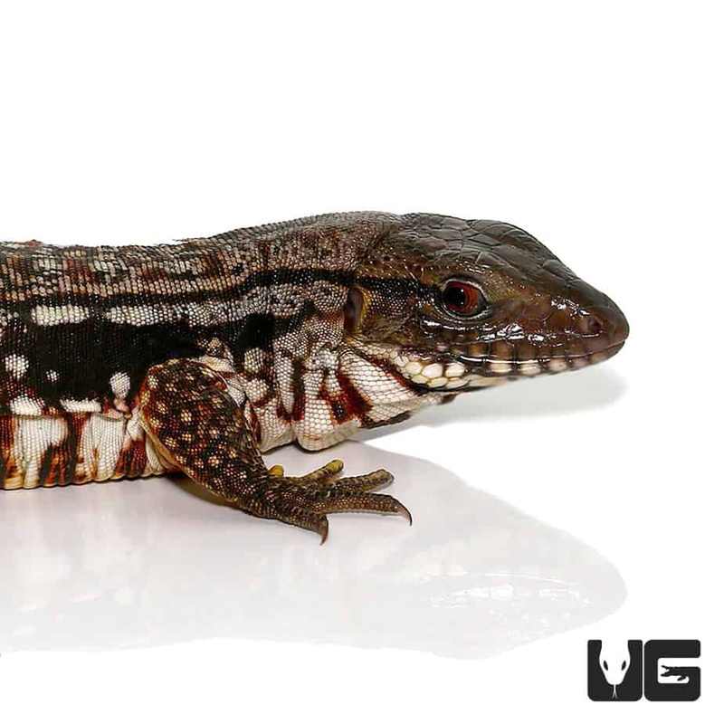Snowmaker Tegu