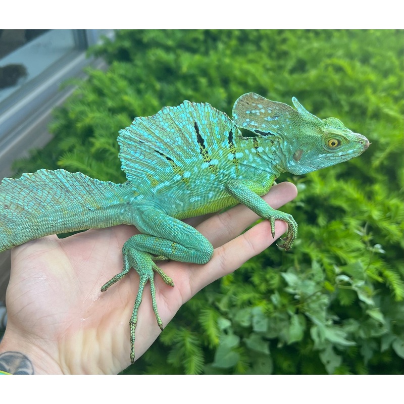 Adult Green Basilisk (Male 1)