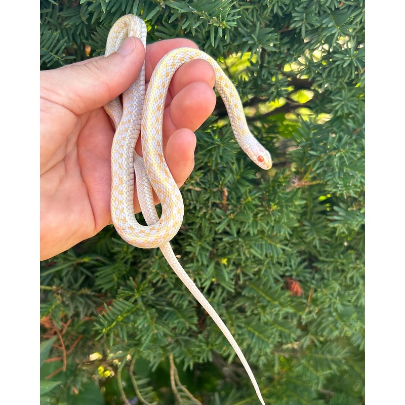 Adult Plains Garter Snake (Male)