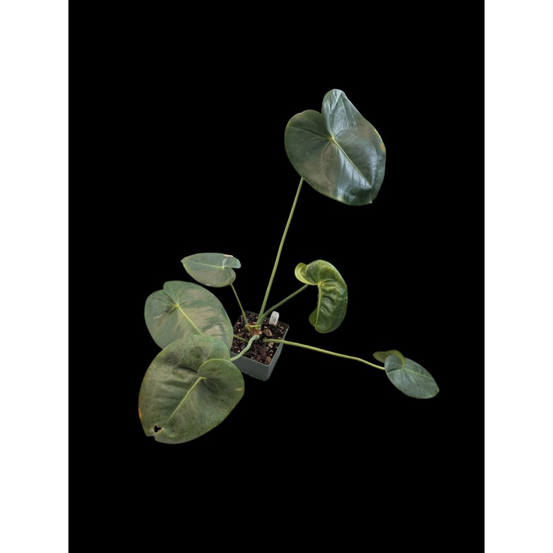 Anthurium corallinum