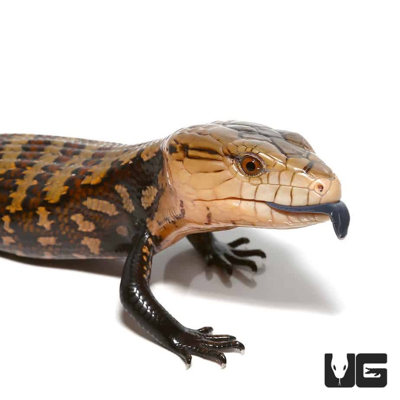 Baby Biak Blue Tongue Skinks (Tiliqua gigas) For Sale