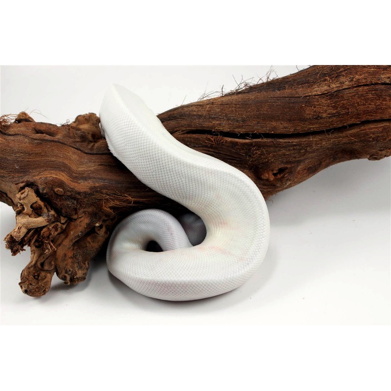 Black Eyed Leucistic Ball Python