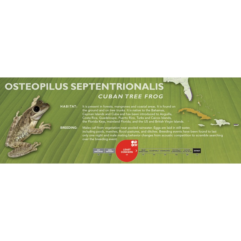 Cuban Tree Frog (Osteopilus septentrionalis) – Classic Vivarium Label