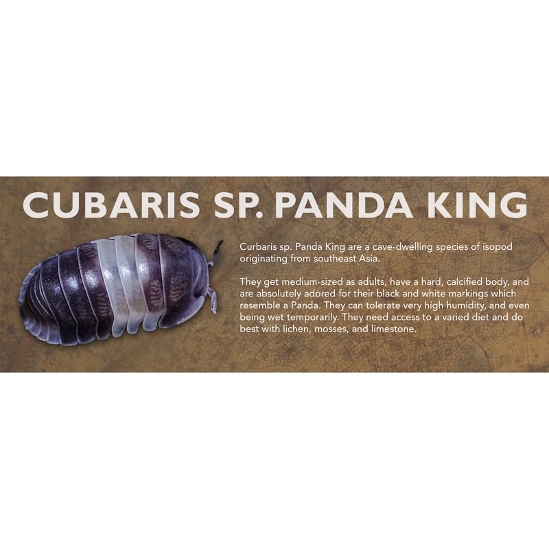 Cubaris sp. Panda King – Isopod Label Standard Size 7″ x 2.5″ Standard