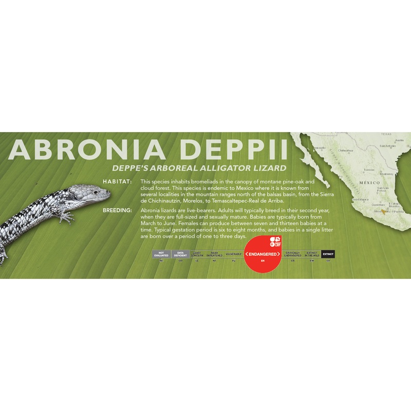 Deppes Arboreal Alligator Lizard (Abronia deppii) Classic Vivarium Label