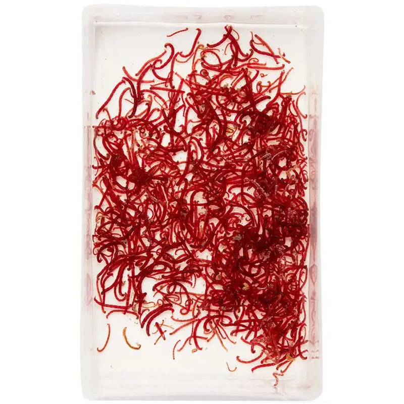 Live Small Bloodworms 100ml 100ml