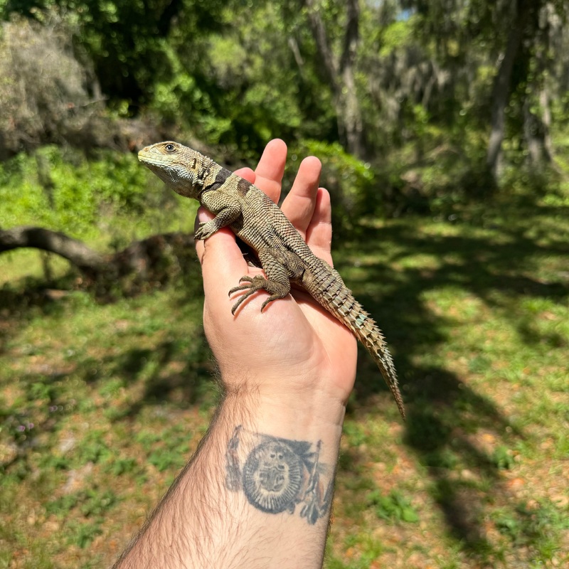 Madagascar Collard Iguana