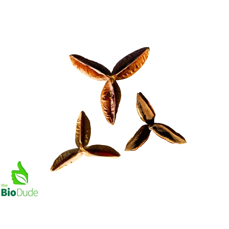 Pau Terra Estrela Pod 3 pack