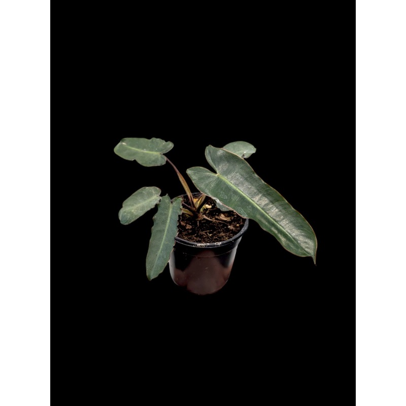 Philodendron billietiae Black Form 4″ pot