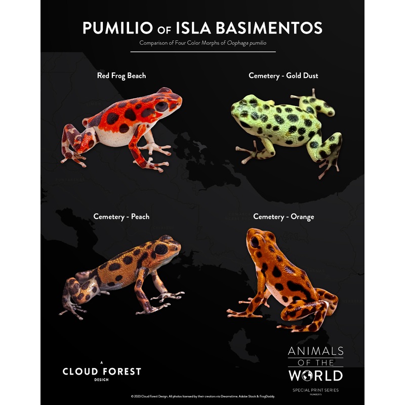 Pumilio of Isla Bastimentos – 8″ x 10″ Print – Animals of the World Print Series #5